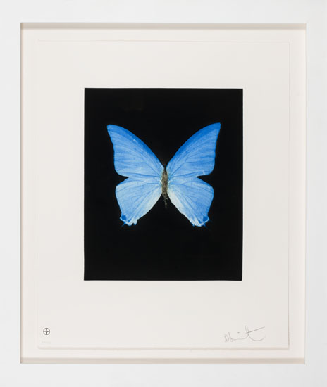 Providence (from the Butterfly Portfolio) par Damien Hirst