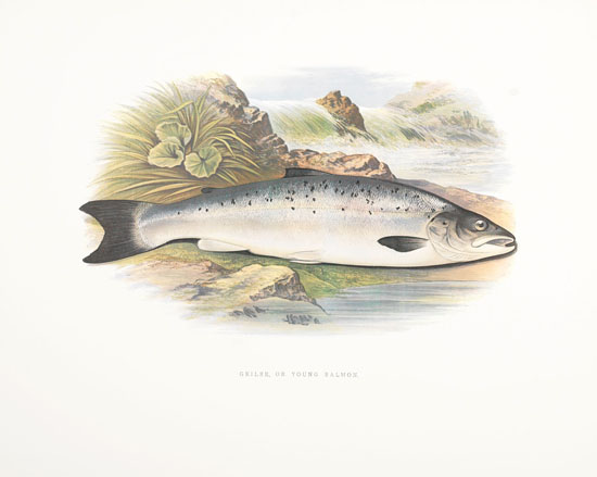 The Salmon: Canada's Plea for a Threatened Species par William Ronald (Bill) Reid