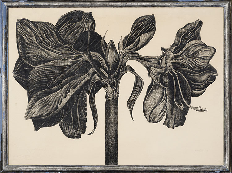 Amaryllis par Mary Frances Pratt