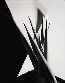 Agave Design 1 by Imogen Cunningham sold for $1,287