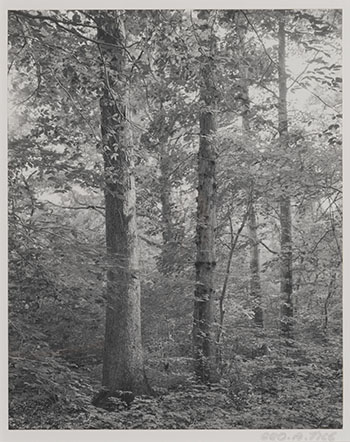 Herrontown Woods (Princeton N.J.) by George Tice sold for $625