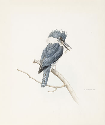 Kingfisher by Martin Glen Loates sold for $2,500