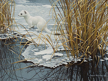 Edge of the Ice - Ermine by Robert Bateman sold for $31,250