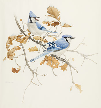 Blue Jays by Martin Glen Loates vendu pour $3,125