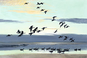 Canada Geese Coming out to the Estuary by Peter Scott sold for $3,750
