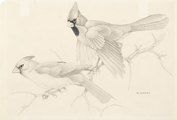 Two Cardinals by Martin Glen Loates sold for $750