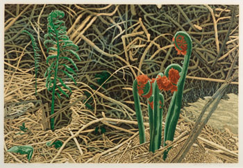 Fiddleheads (03419/383) by David Peter Hunsberger vendu pour $156