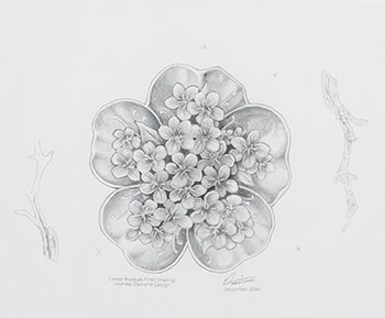 Concept Drawing—Centre Bouquet 
Final Drawing, The Ultimate Diamond Design / Étude de concept—Dessin final du bouquet central, Motif diamantaire, pièce Summum by Derek C. Wicks