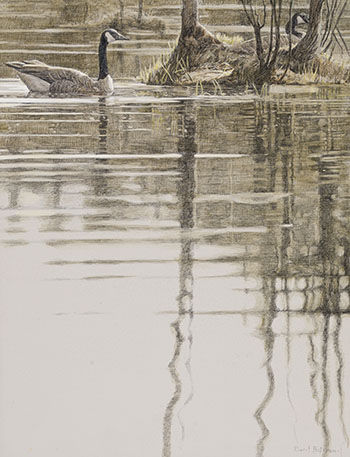 Canada Geese at the Nest par Robert Bateman