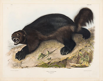 The Wolverine by After John James Audubon