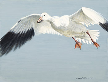 Snow Goose by Robert Bateman