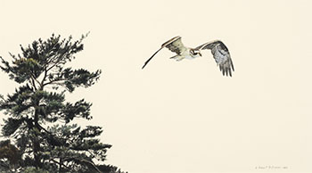 Osprey on the Wing by Robert Bateman