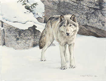 Timber Wolf, Winter by Robert Bateman
