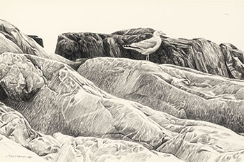 Great Black-backed Gull on Rocks par Robert Bateman