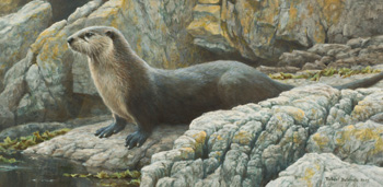 Shoreline - Otter par Robert Bateman