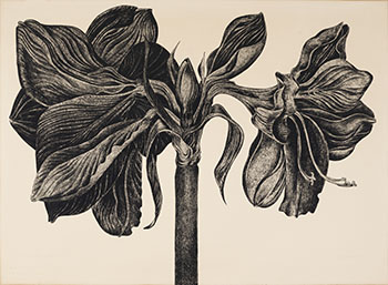 Amaryllis par Mary Frances Pratt