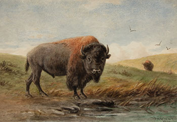 Buffalo Bull par Frederick Arthur Verner