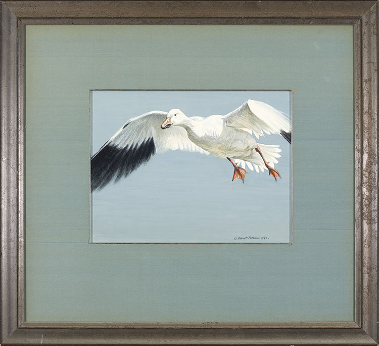 Snow Goose par Robert Bateman