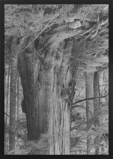 Old Growth Cedar #1 (Seymour Reservoir) par Rodney Graham